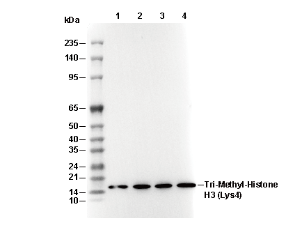 Histone H3 (tri methyl Lys4) Antibody