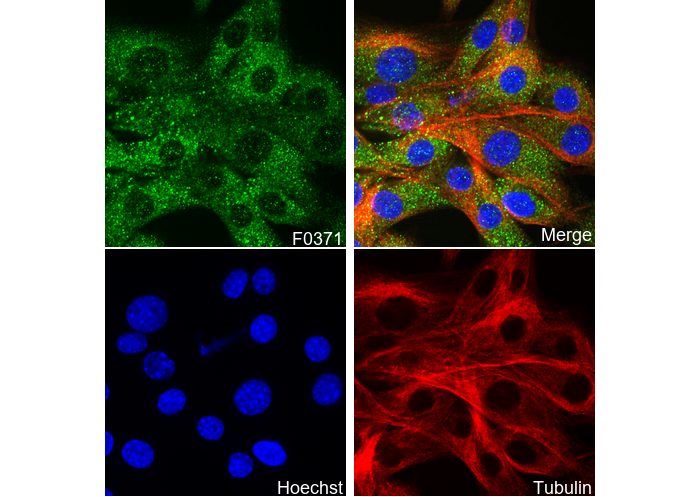AMPKβ1/2 Antibody