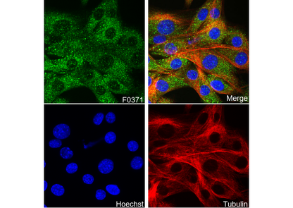 AMPKβ1/2 Antibody