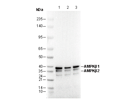 AMPKβ1/2 Antibody