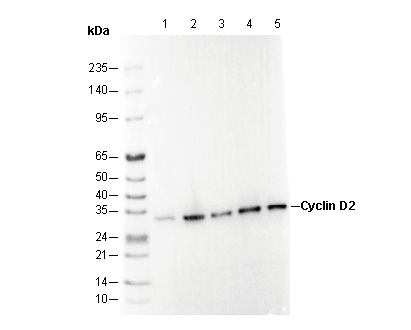 Cyclin D2 Antibody
