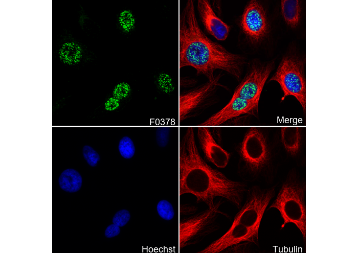 FoxM1 Antibody