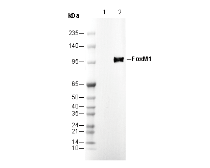 FoxM1 Antibody