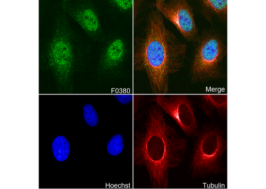 GCN5L2 Antibody