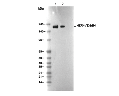 HER4/ErbB4 Antibody