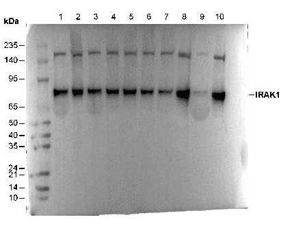 IRAK1 Antibody