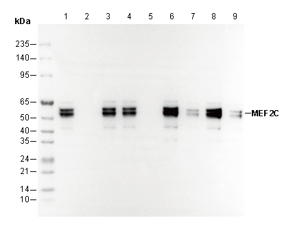 MEF2C Antibody