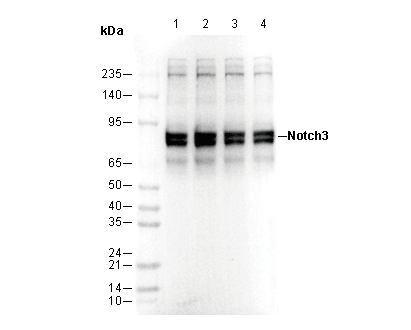 Notch3 Antibody