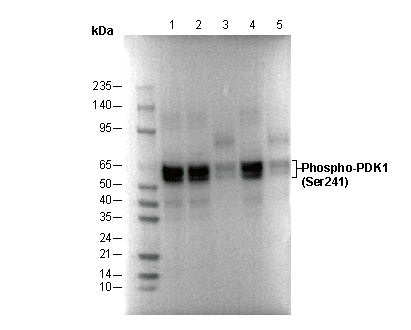 Phospho-PDK1 (Ser241) Antibody