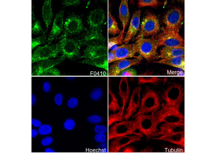 Rab11 Antibody