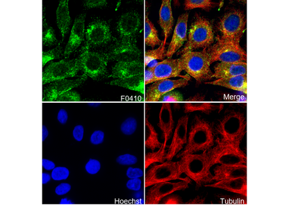 Rab11 Antibody