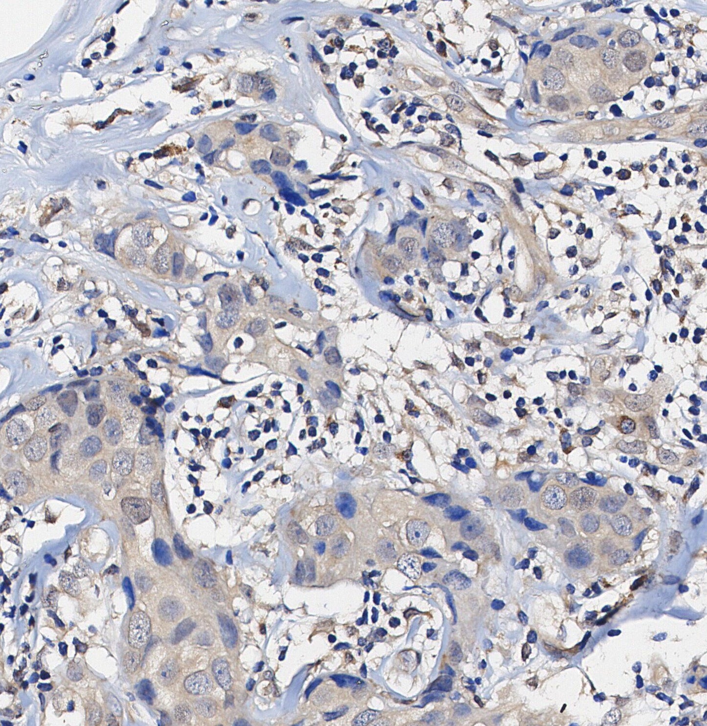 SHP2 Antibody