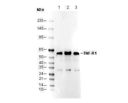 TNF-R1 Antibody