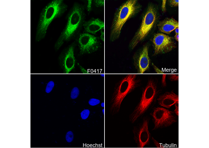VASP Antibody