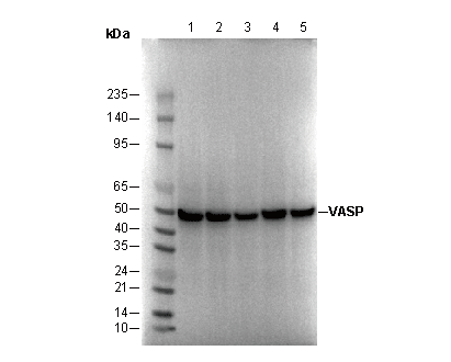 VASP Antibody
