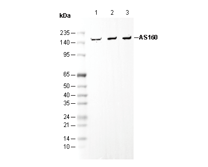AS160 Antibody