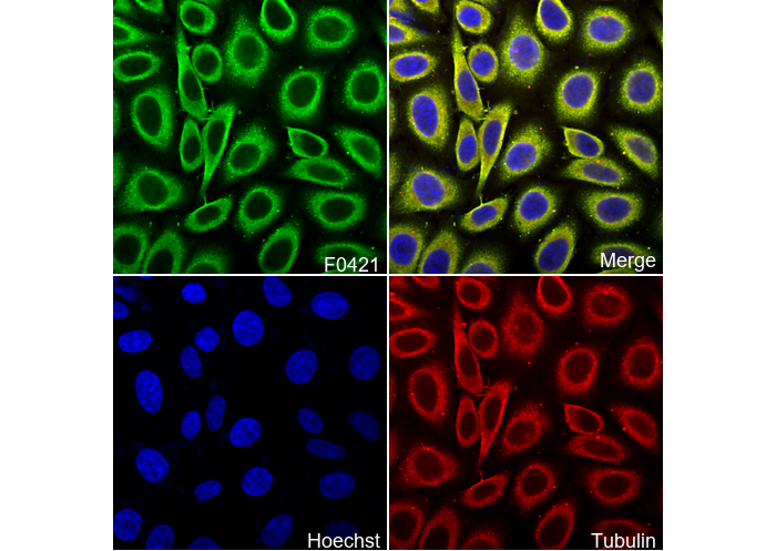 Arginase-1 Antibody