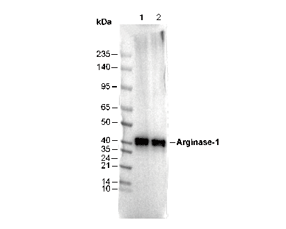 Arginase-1 Antibody