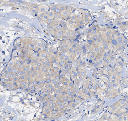 Axin1 Antibody