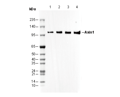 Axin1 Antibody