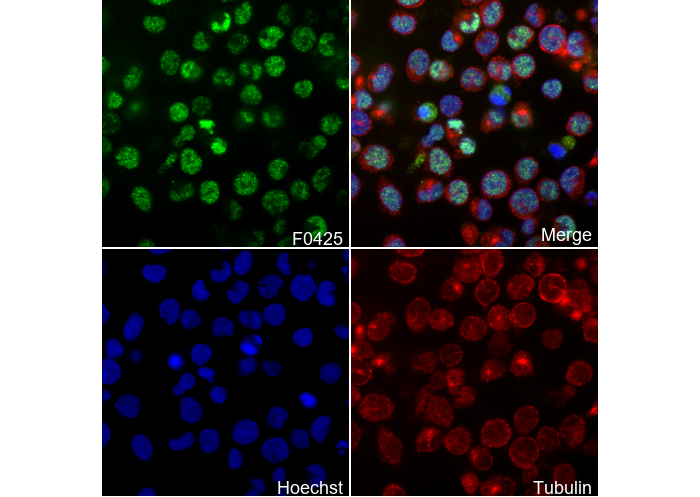 Blimp-1/PRDI-BF1 Antibody