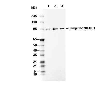Blimp-1/PRDI-BF1 Antibody