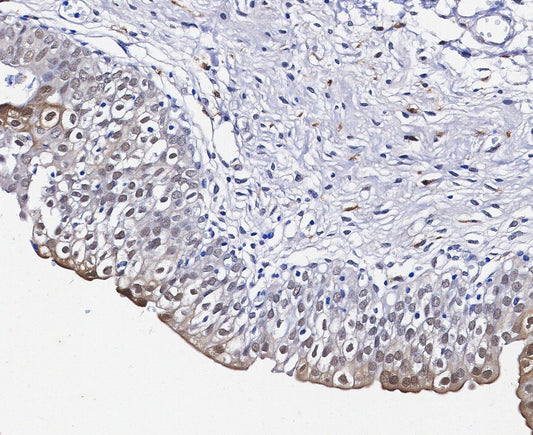 CDK9 Antibody