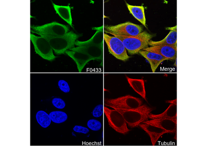 HER3/ErbB3 Antibody