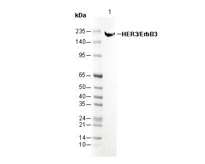 HER3/ErbB3 Antibody
