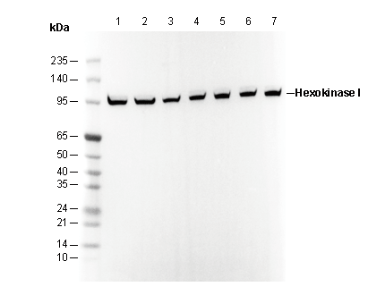 Hexokinase 1 Antibody