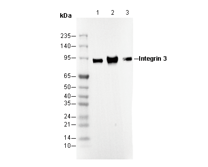Integrin β3 Antibody