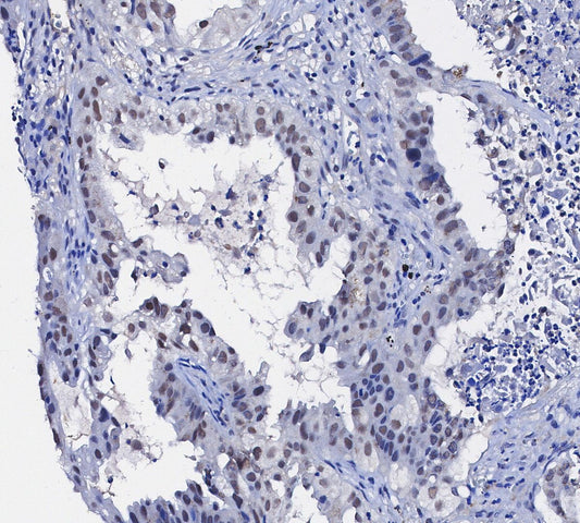 LSD1 Antibody