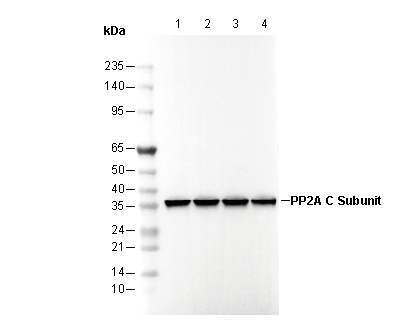 PP2A C Subunit Antibody