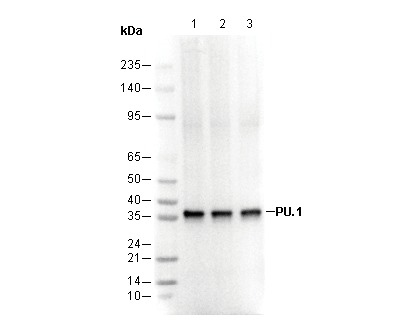 PU.1 Antibody