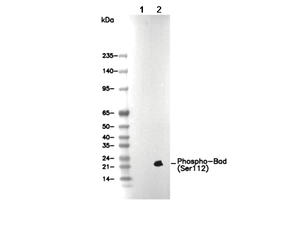 Phospho-Bad (Ser112) Antibody