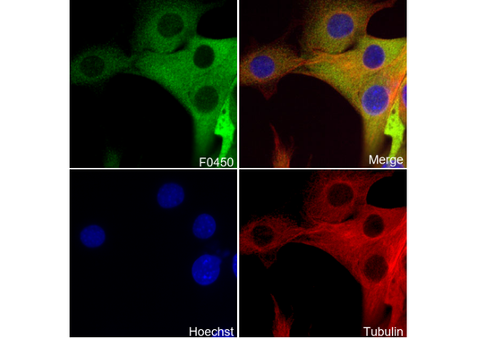 Phospho-NDRG1 (Thr346) Antibody