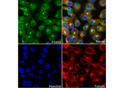RelB Antibody