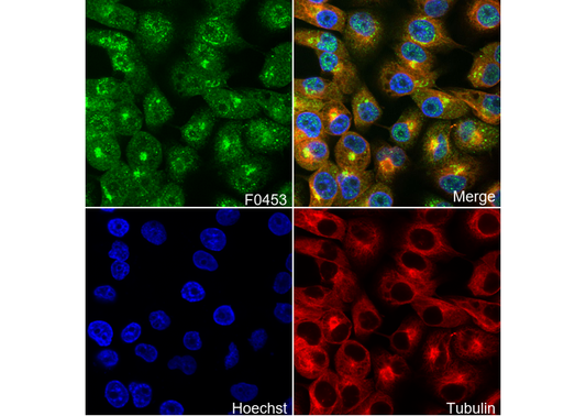 RelB Antibody