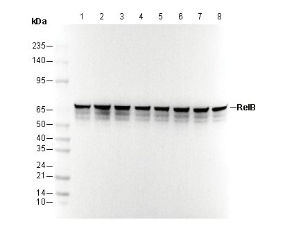 RelB Antibody