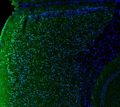 Synapsin-1 Antibody