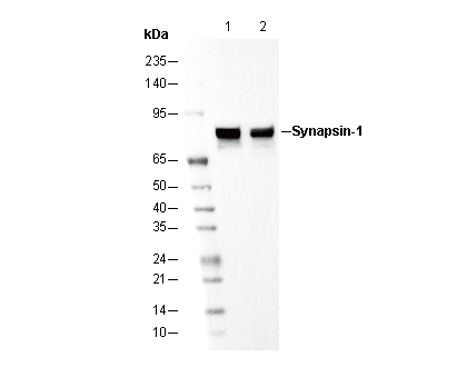 Synapsin-1 Antibody