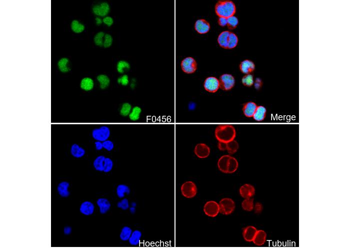 TCF1/TCF7 Antibody
