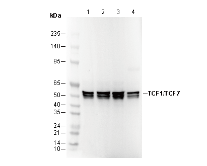 TCF1/TCF7 Antibody