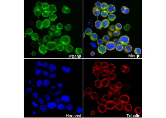 Zap-70 Antibody