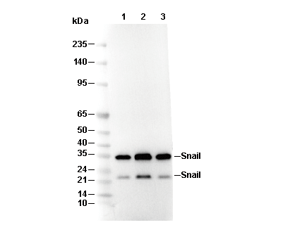 p35/25 Antibody