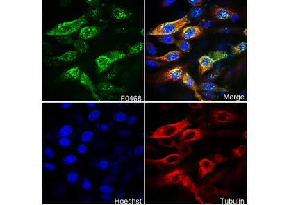 ASC/TMS1 Antibody