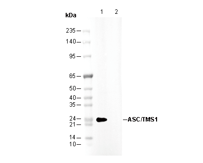 ASC/TMS1 Antibody