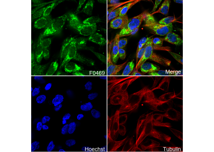 BNIP3L/Nix Antibody