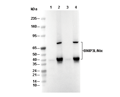 BNIP3L/Nix Antibody