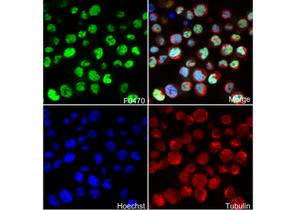 C/EBPα Antibody